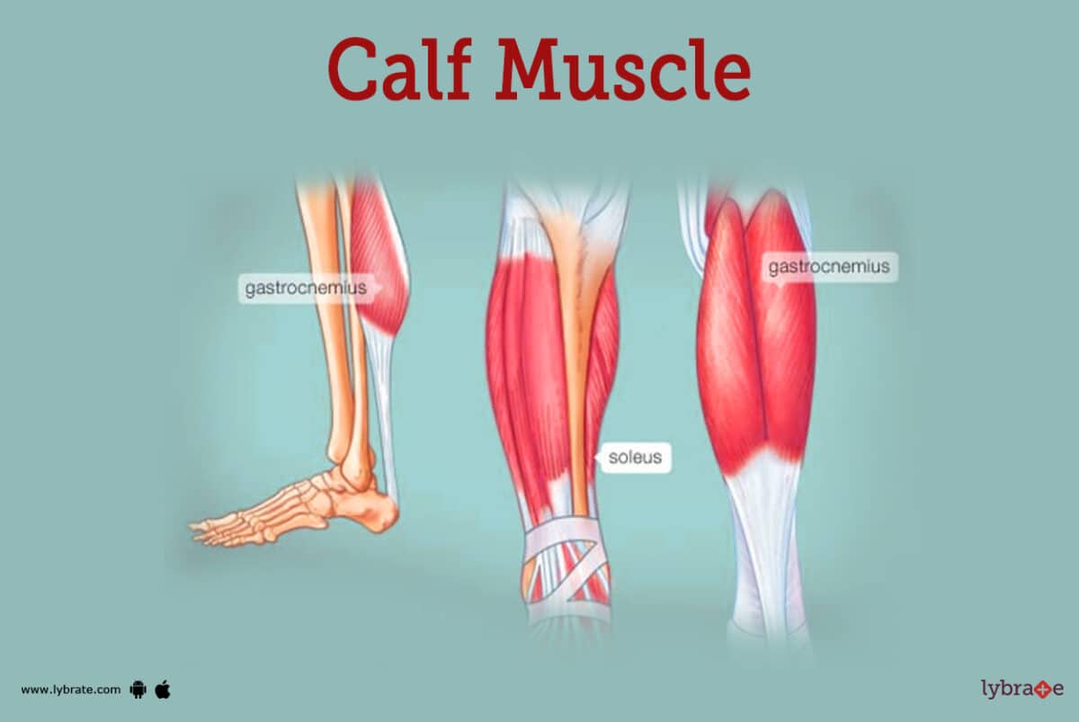 calf muscle leg