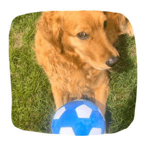 soccer dog ball